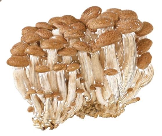 Certified Organic Double Action Makeup Remover | Alcohol Free