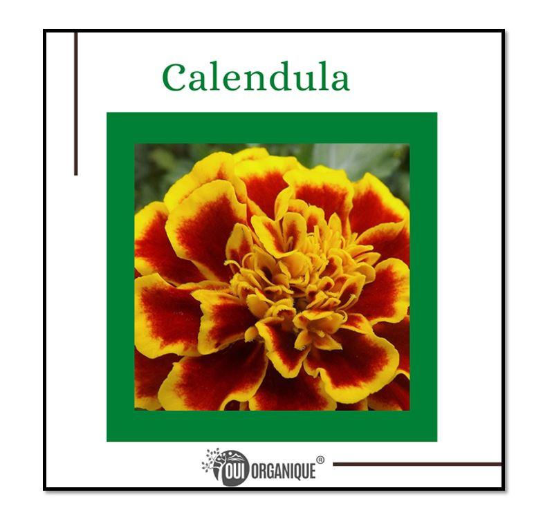 Certified Organic Rejuvenating Night Cream Calendula Hydrate Anti-Aging Repair | Calendula Flower