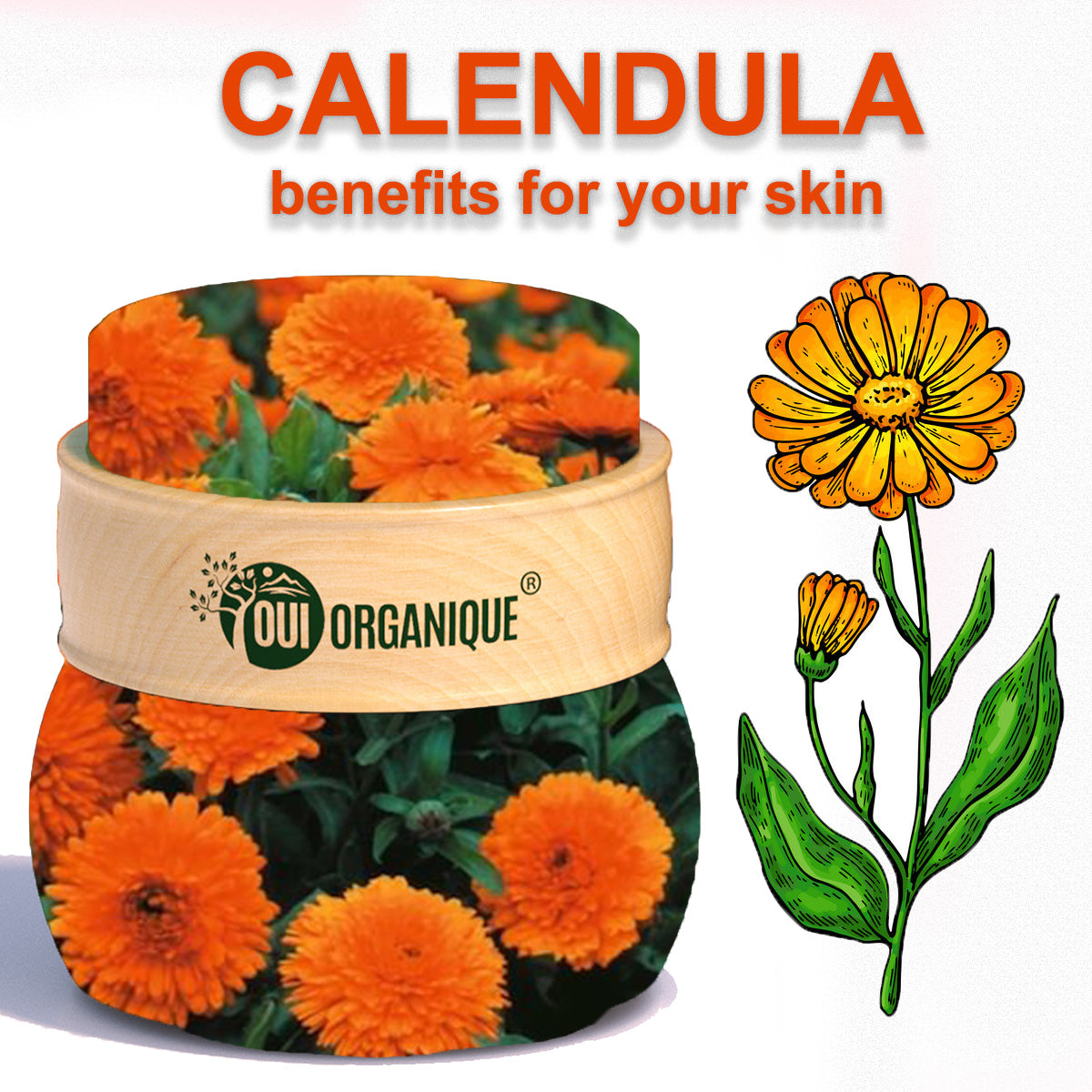 Certified Organic Rejuvenating Night Cream Calendula Hydrate Anti-Aging Repair | Calendula Flower
