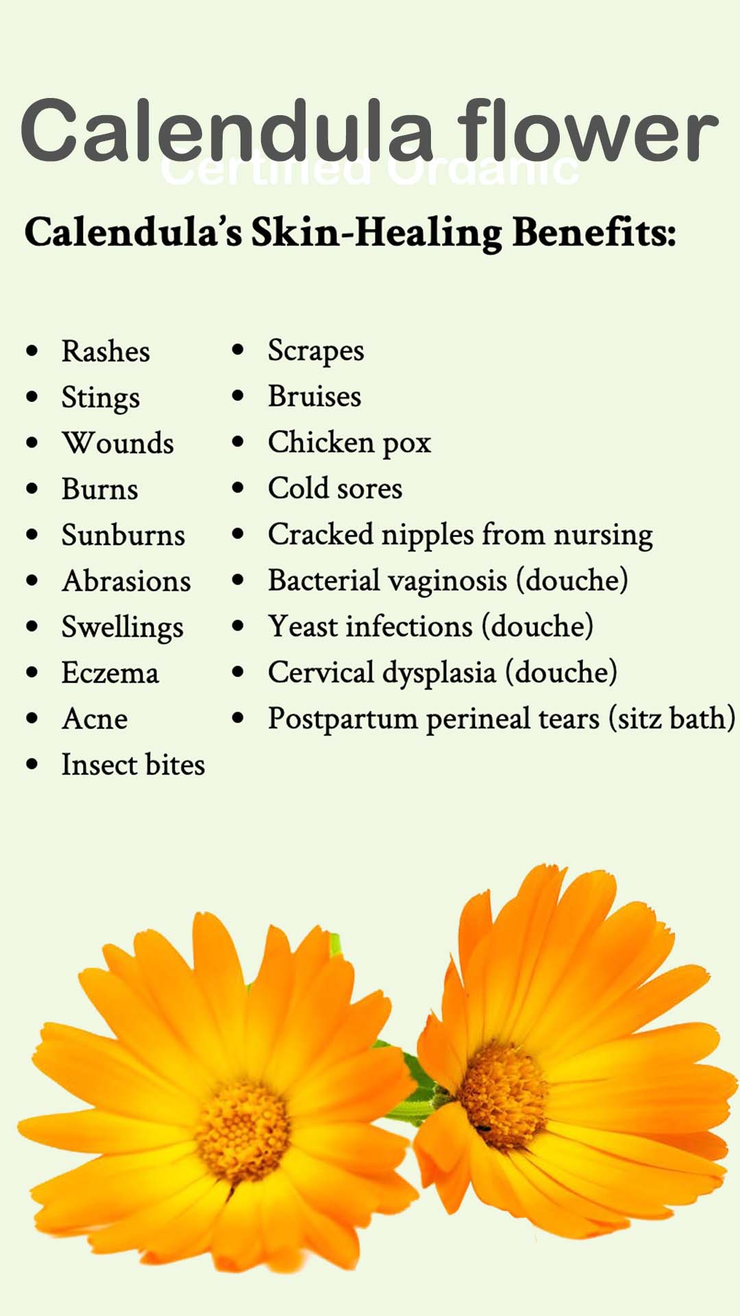 Certified Organic Rejuvenating Night Cream Calendula Hydrate Anti-Aging Repair | Calendula Flower