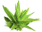 Certified Organic Rinse Free Facial Cleanser | Aloe Vera All-in-One Skin Freshener All Skin Types